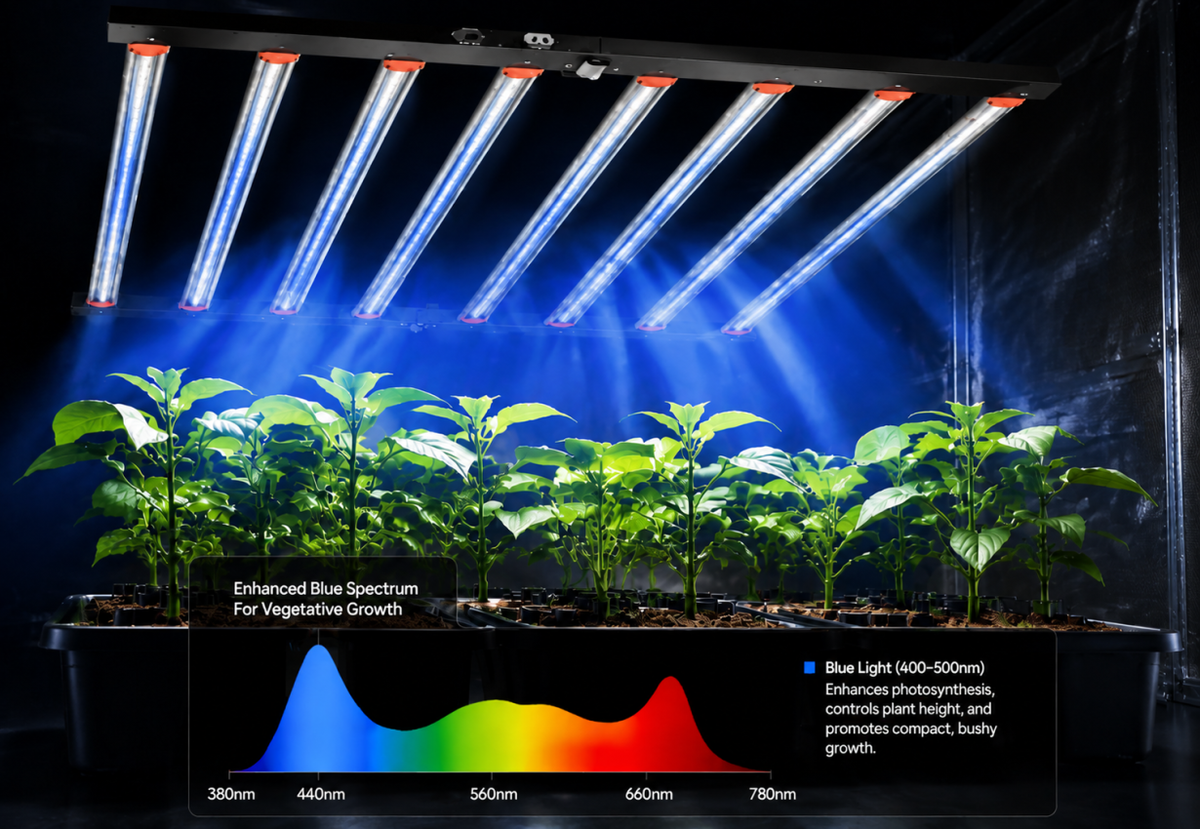 Blue Light
Promotes strong vegetative growth.