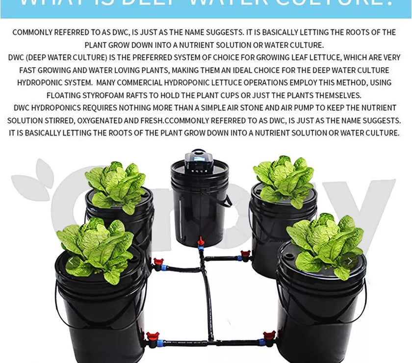 GROZY 150x150x200 Grow Tent LED Grow Light Model Q 400W 6" Ventilation Kit DWC System
