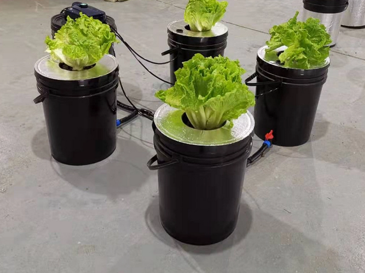 Hydroponics DWC Completed System 20L 5 Buckets Kit Roots Growing Bigger Harvest