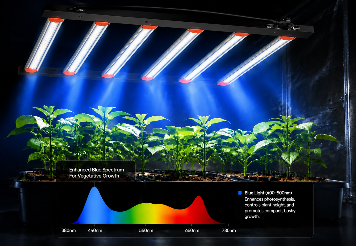 Blue Light
Promotes strong vegetative growth.