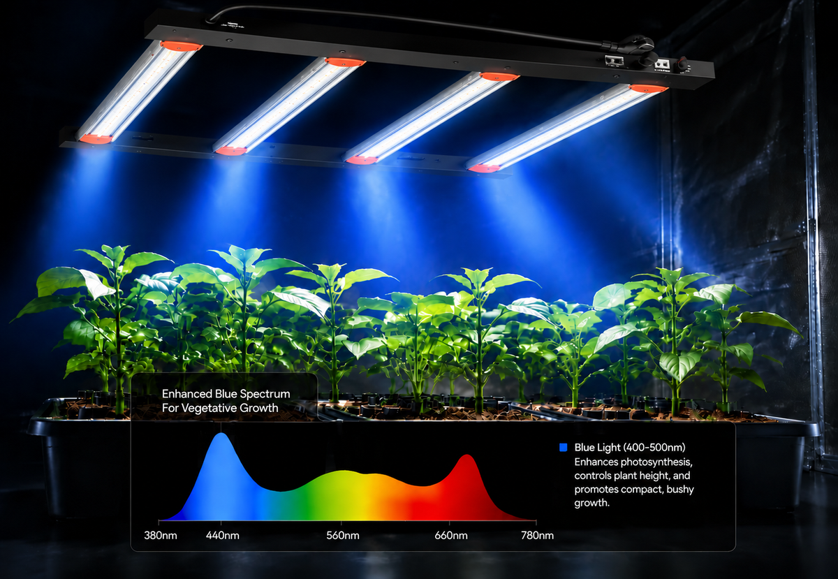 Blue Light
Promotes strong vegetative growth.